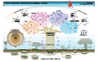 Metis Model